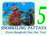 Snorkeling Pattaya-(From Bangkok) One day tour